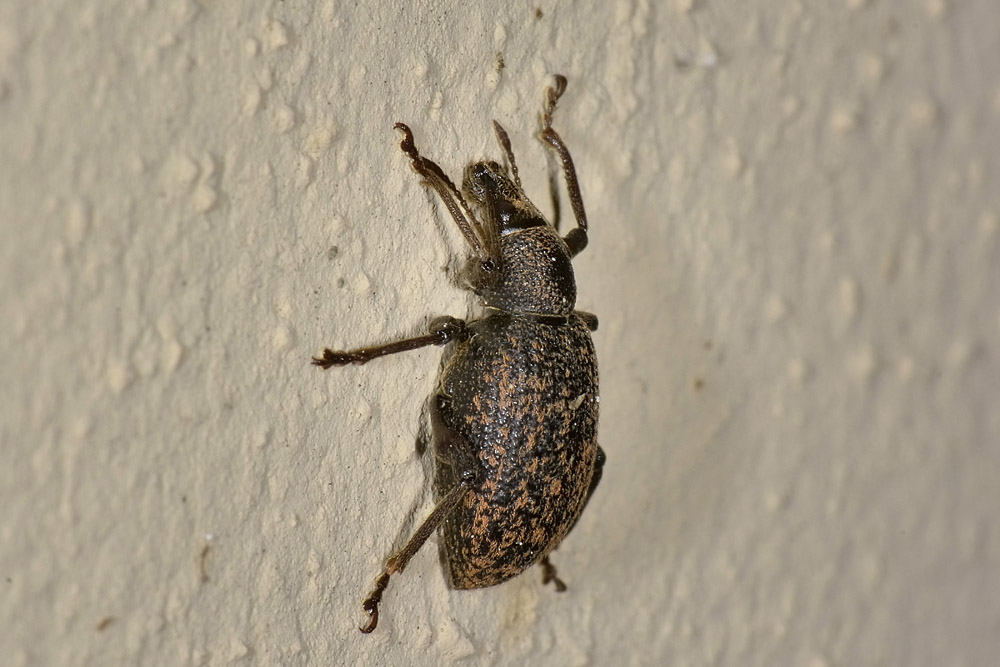 Curculionidae da id. - Otiorhynchus aurifer